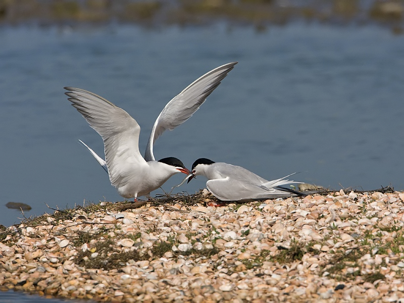 Sterna hirundo Visdief Common Tern